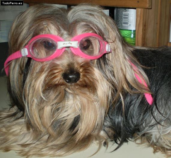 La foto del perro