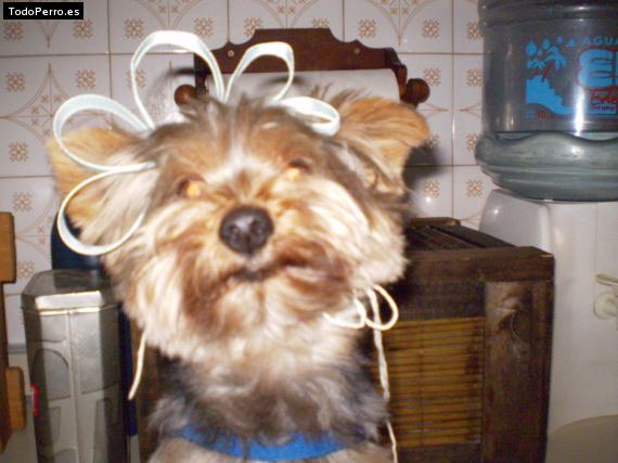 La foto del perro