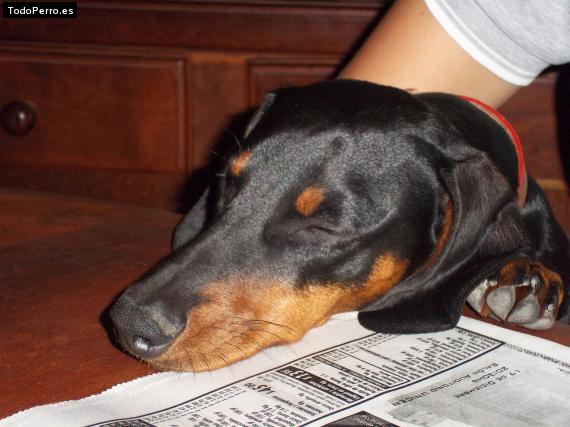 La foto del perro