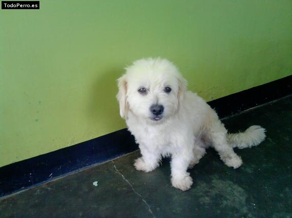 La foto del perro Ian Foto del perro Ian