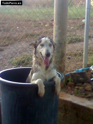 Foto del perro Brenda