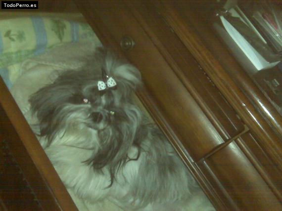 La foto del perro