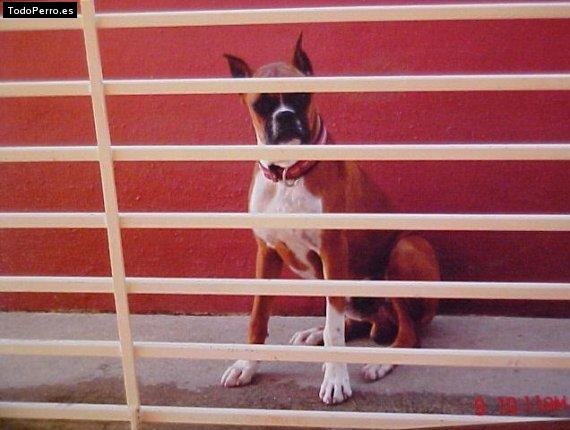 Foto del perro Rugget