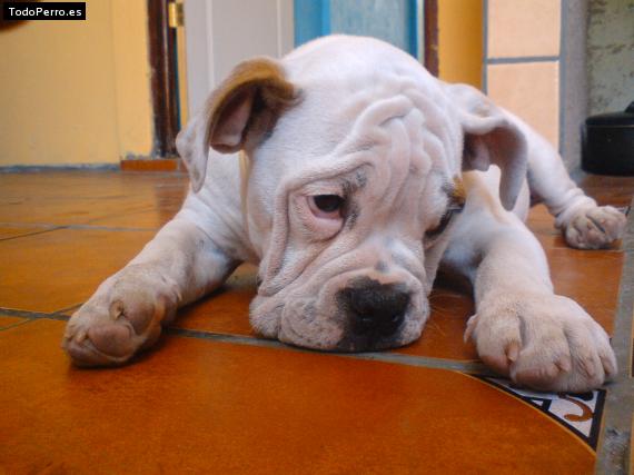 Foto del perro Ruffo