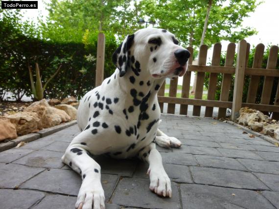 La foto del perro