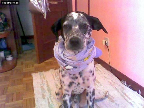 La foto del perro Drako Foto del perro Drako