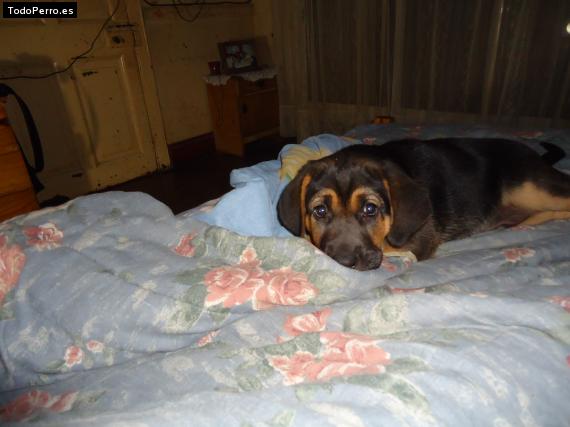 Foto del perro Homero