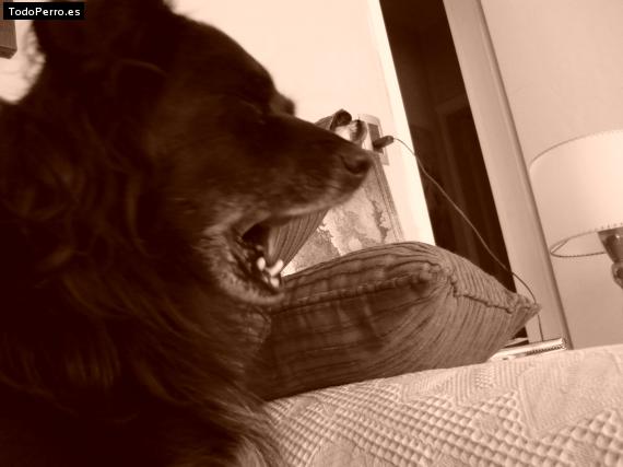 Foto del perro Rulo