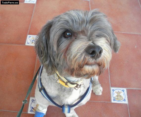 La foto del perro