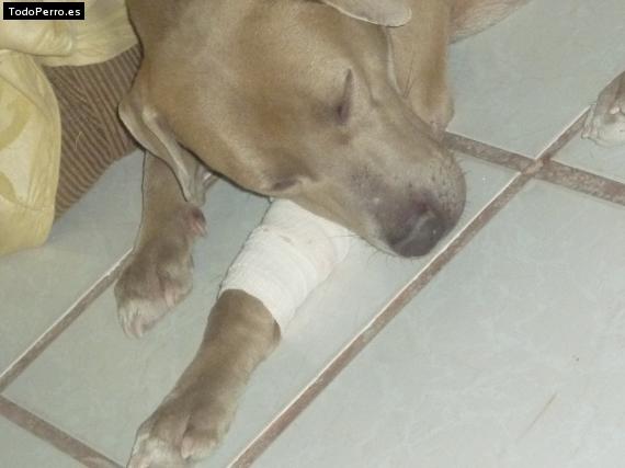 La foto del perro