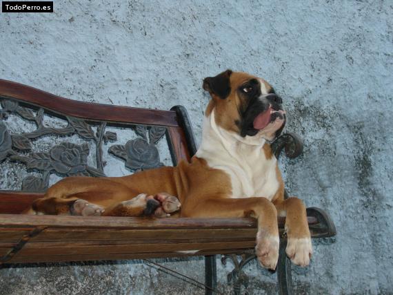 La foto del perro
