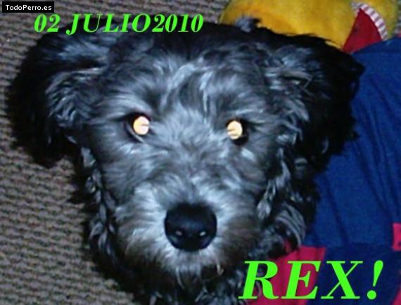 Foto del perro Rex
