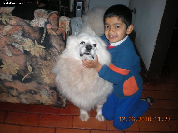 La foto del perro