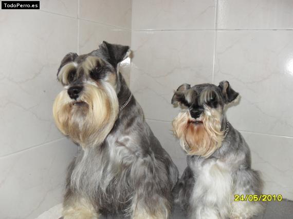 La foto del perro