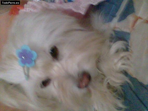 Foto del perro Princesa