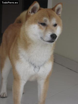 Foto del perro Hachi