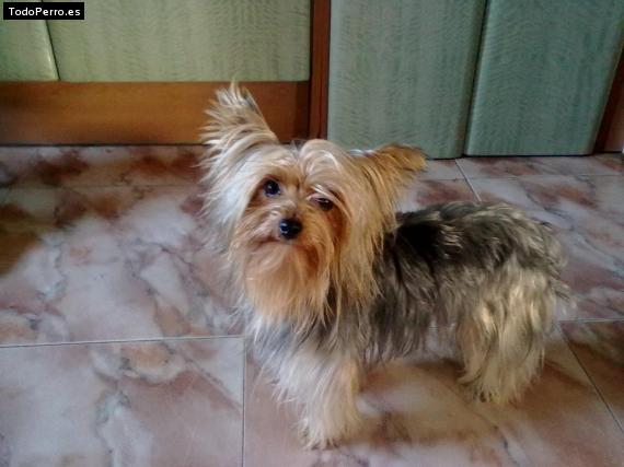 Foto del perro Pitu