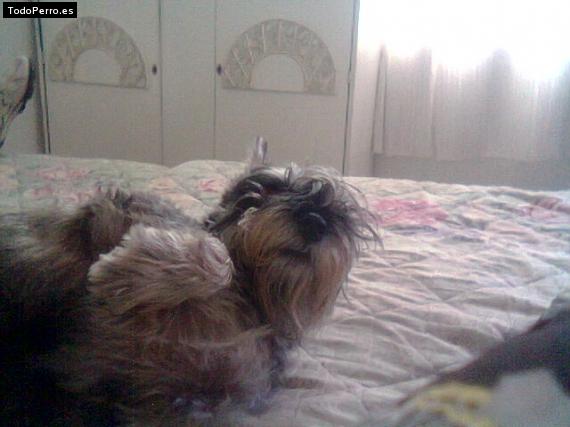 La foto del perro