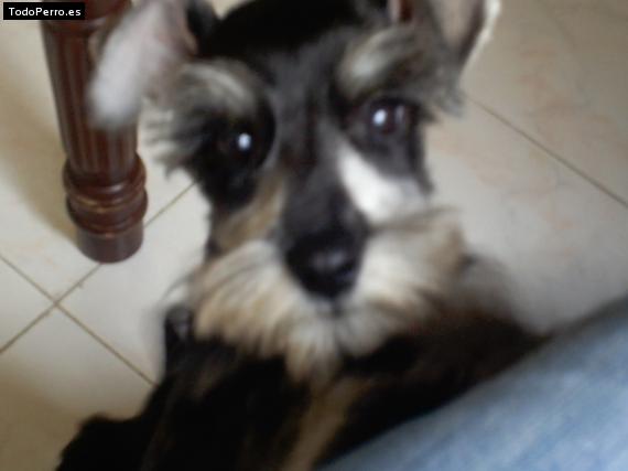 La foto del perro