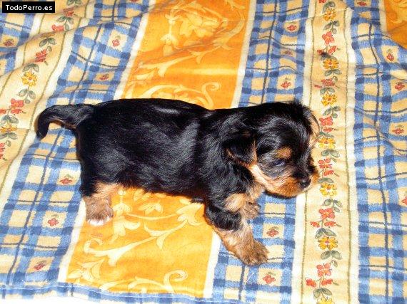 La foto del perro Lara Foto del perro Lara