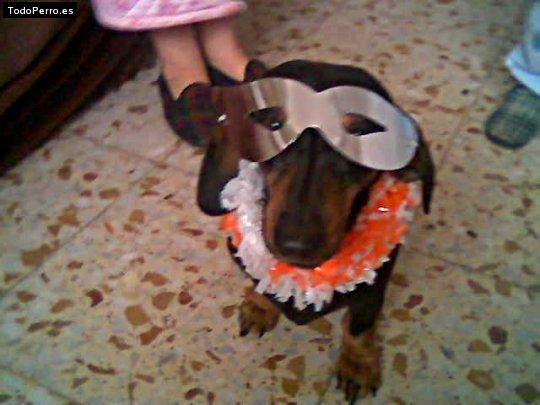 Foto del perro Wilma