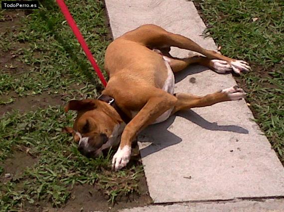 La foto del perro