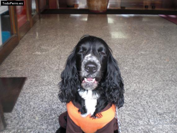 La foto del perro
