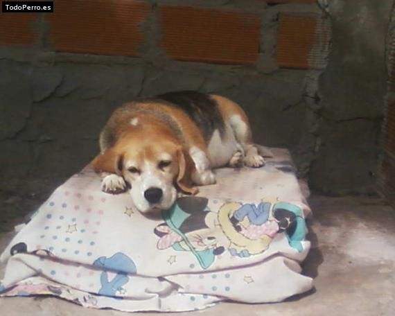 La foto del perro