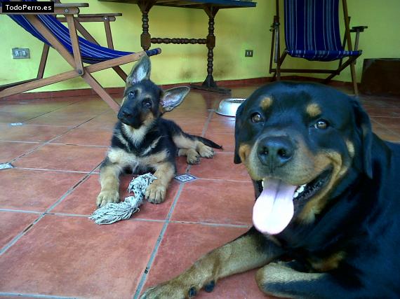 La foto del perro