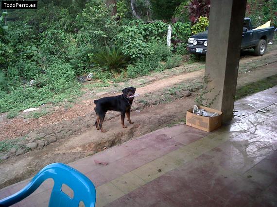 La foto del perro