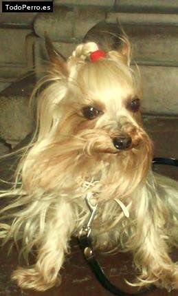 La foto del perro