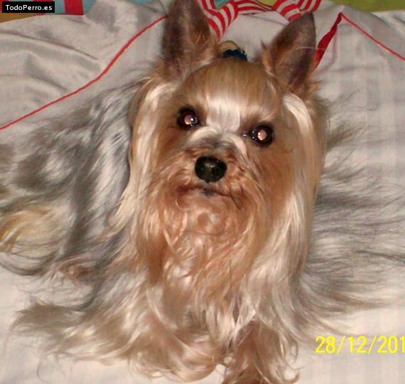 La foto del perro