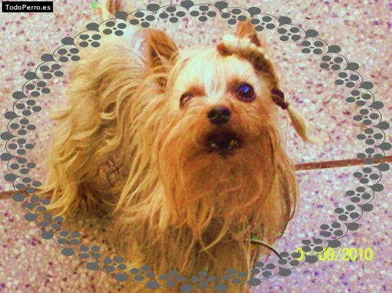 La foto del perro