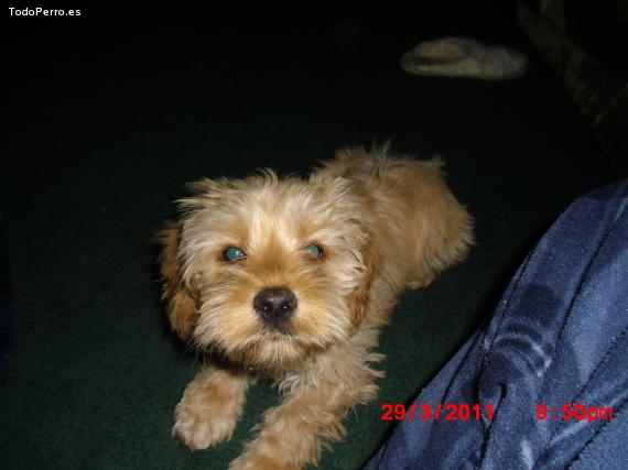 La foto del perro Wicho Foto del perro Wicho