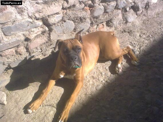 La foto del perro