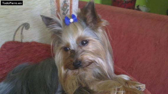 La foto del perro