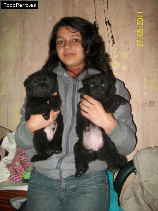 Foto del perro Runi