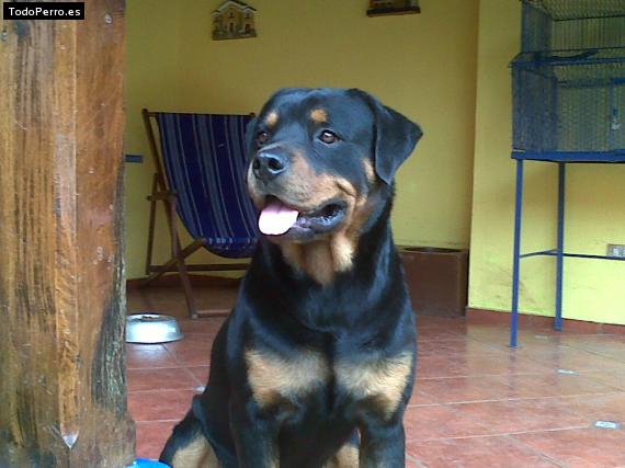 La foto del perro