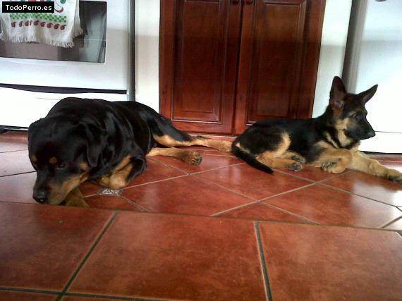 La foto del perro