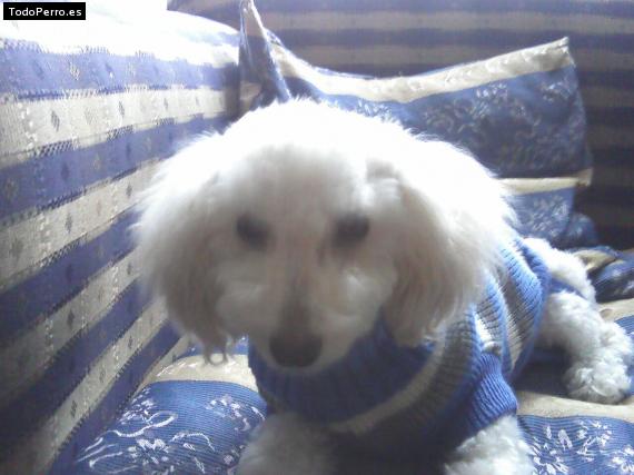 La foto del perro
