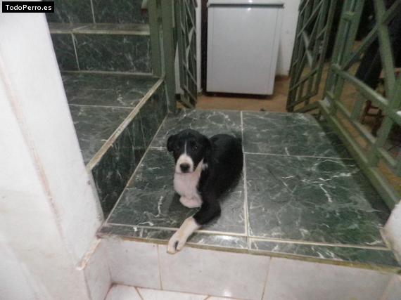 La foto del perro Honey Foto del perro Honey