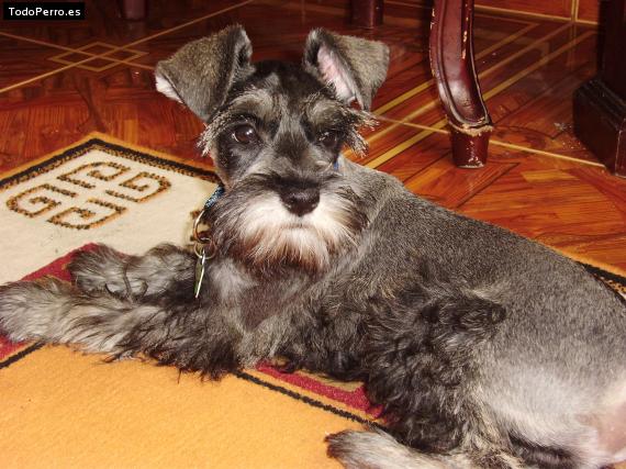 La foto del perro