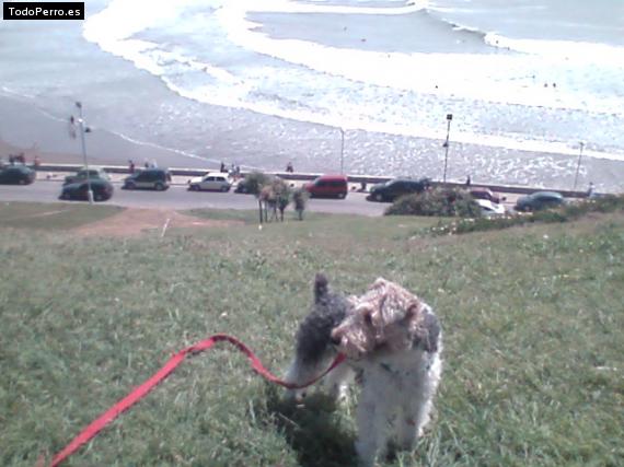 La foto del perro