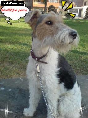 La foto del perro