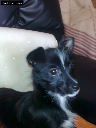 La foto del perro Isis Foto del perro Isis