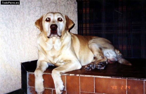 La foto del perro Guero Foto del perro Guero