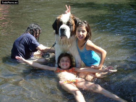 La foto del perro