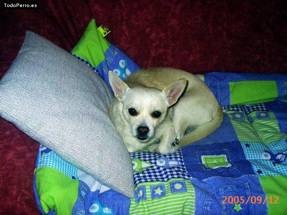 La foto del perro Sito Foto del perro Sito