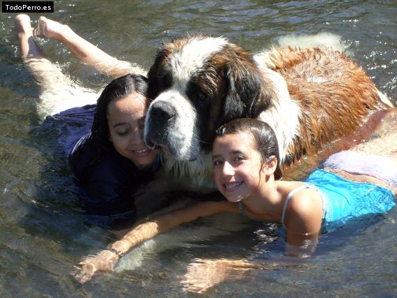 La foto del perro