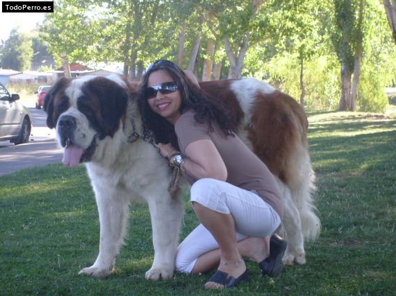 La foto del perro